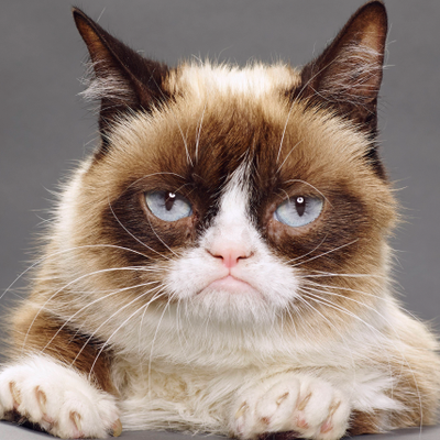 Grumpy Cat